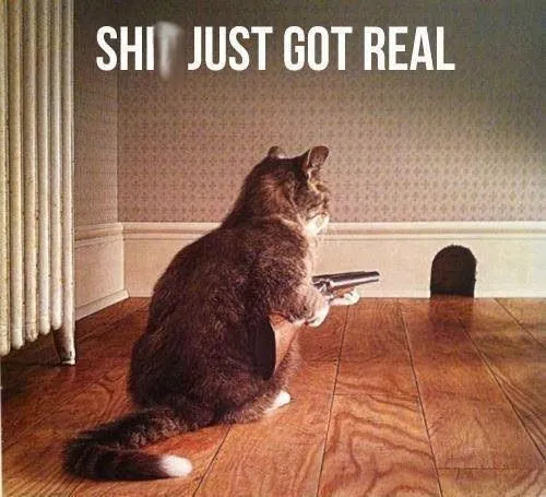 Meme mèo cầm súng biểu cảm sát khí vô cùng mạnh