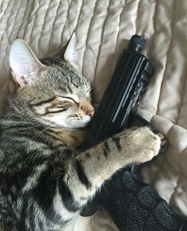 Hình mèo chỉa súng khuôn mặt hung hăng dữ dội