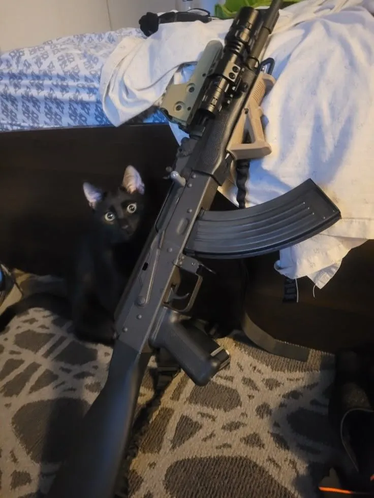 Hình mèo chỉa súng ánh mắt đe dọa cực mạnh