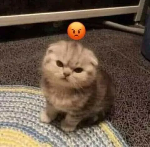 Hình mèo cau có, đôi mắt khó chịu nhìn rất troll