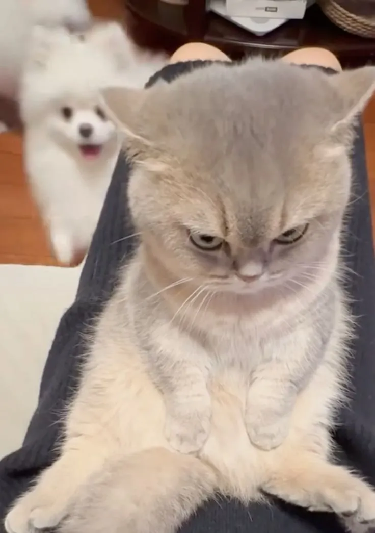 Meme mèo cau có, biểu cảm khó chịu khiến ai cũng cười