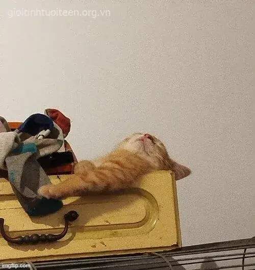 Meme chế mèo nằm duỗi chân ngủ không màng thế sự.