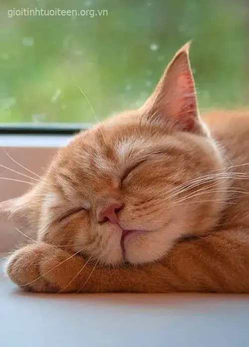 Vẻ mặt mèo nhợt nhạt, ngáp ngắn ngáp dài đáng thương.