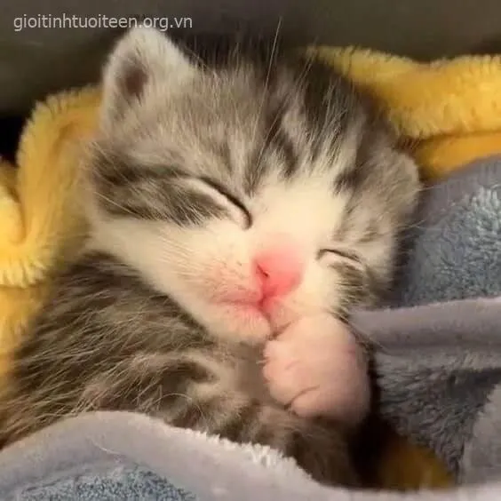 Hình troll mèo con lim dim dưới nắng chiều.