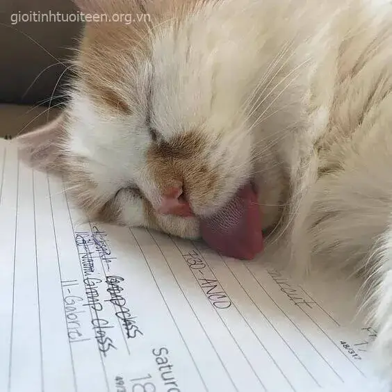 Ảnh troll mèo ngủ trong hộp, caption “ẩn cư sớm”.