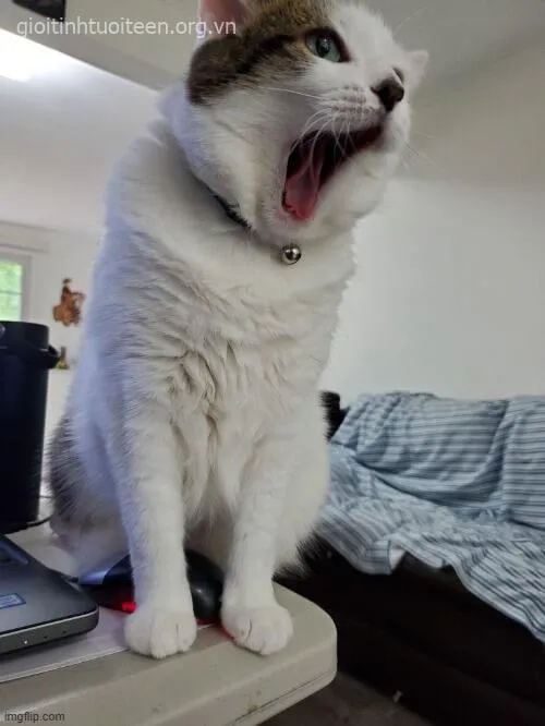 Mèo uể oải rũ rượi, ánh nhìn xa xăm cực dễ thương.