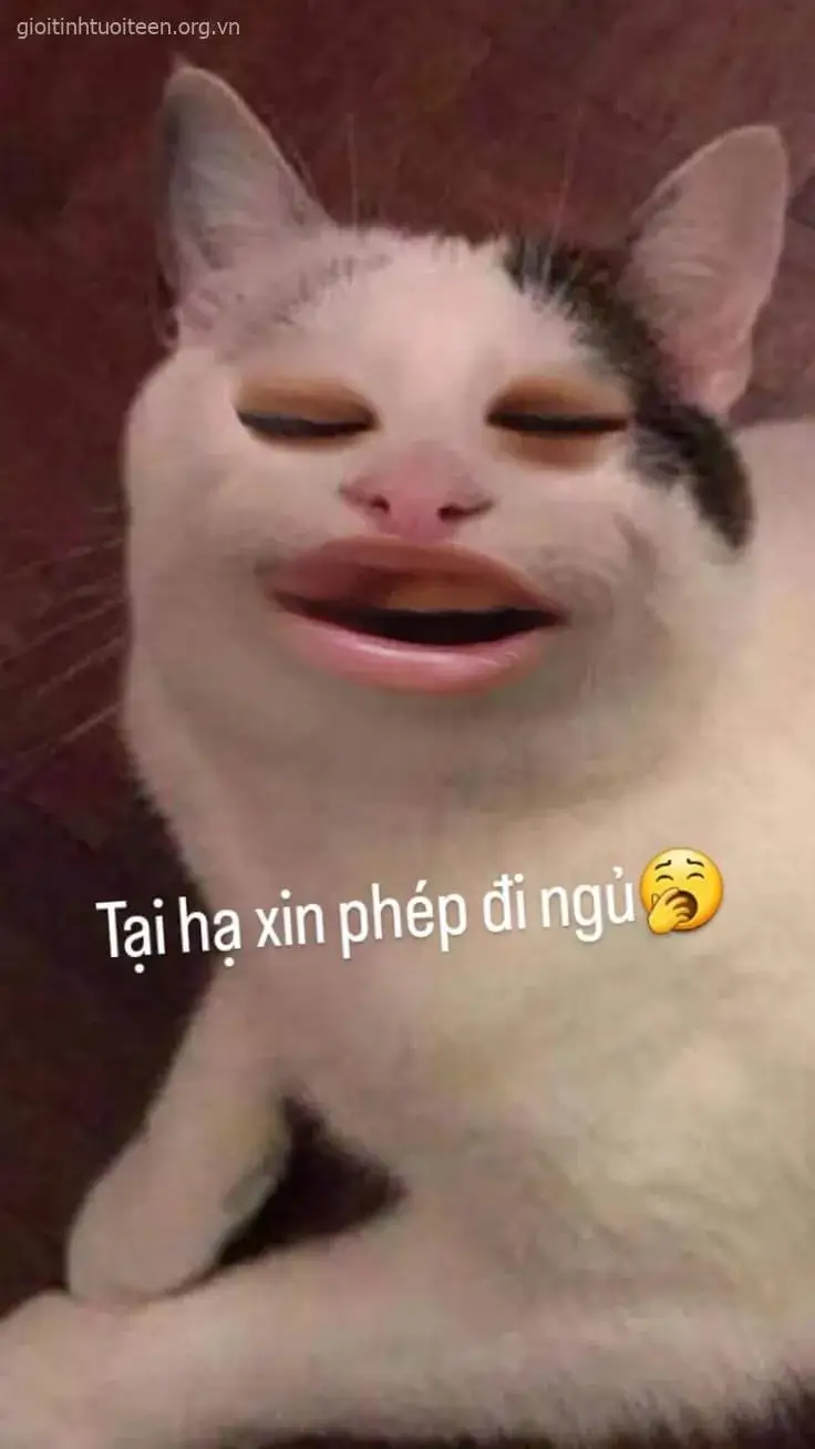 Biểu cảm mèo thẫn thờ, dáng lim dim cực kỳ ngộ nghĩnh.