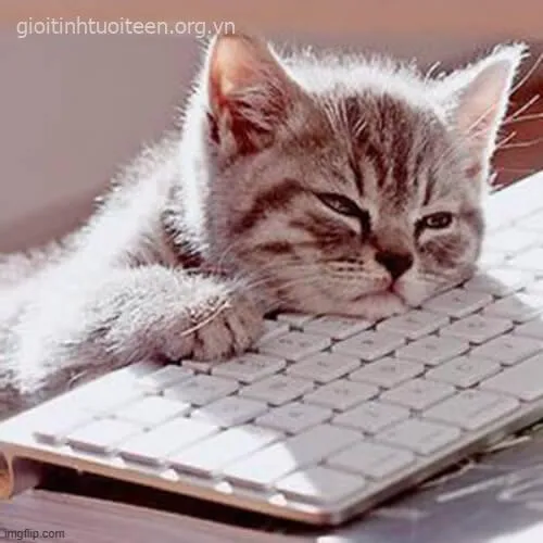 Mèo buồn ngủ thiếp dần, ánh mắt xa xăm cực ngộ nghĩnh.