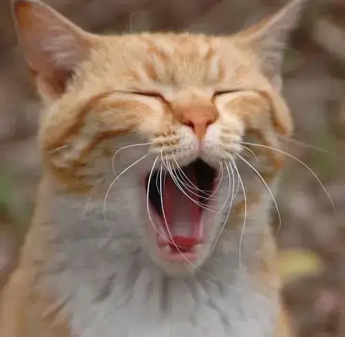 Mèo buồn ngủ lim dim, đôi mắt nặng trĩu ngộ nghĩnh.