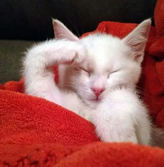 Mèo lim dim mắt, dáng vẻ buồn ngủ cực ngộ nghĩnh.