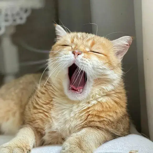 Vẻ mặt mèo ngái ngủ, ánh mắt nửa tỉnh nửa mơ.