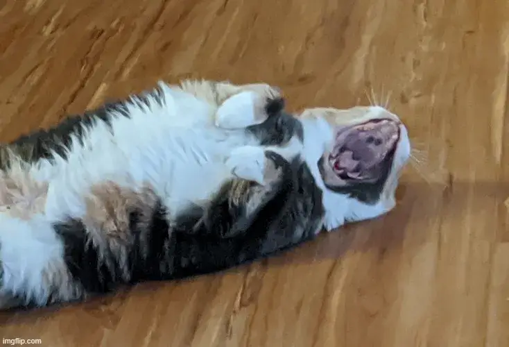 Mèo mệt mỏi díp mắt, ánh nhìn tràn đầy buồn ngủ.