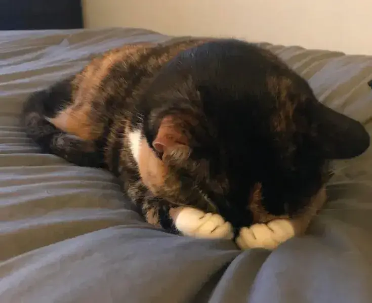 Mèo u sầu nụ cười nhạt lòng trống trải