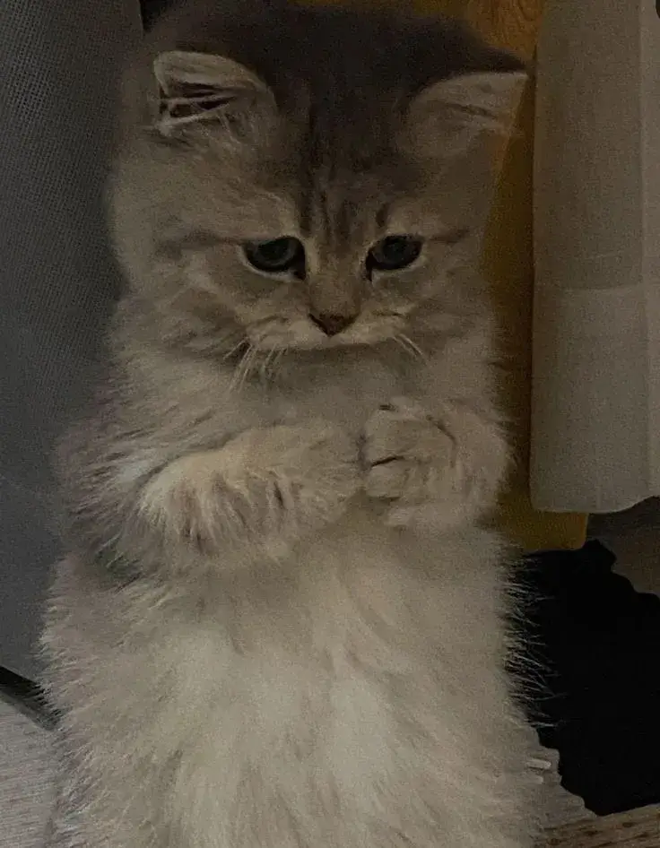 Mèo lặng lẽ nhìn trăng nhớ kỷ niệm xưa