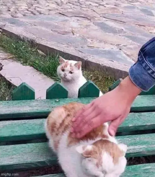 Mèo tủi thân khi thấy con mèo khác được vuốt ve