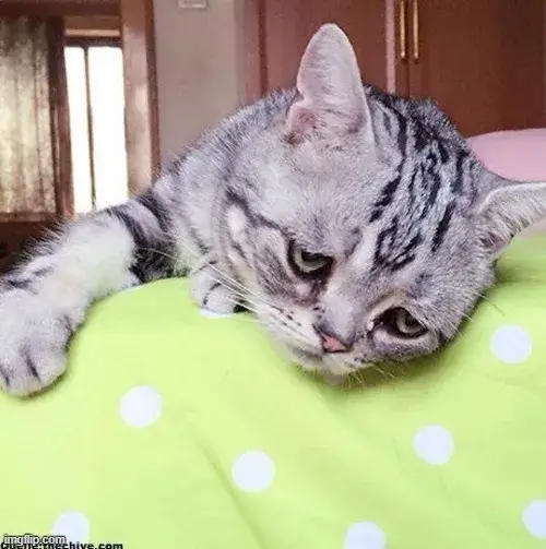 Mèo cô độc ngồi lặng ánh mắt buông trôi