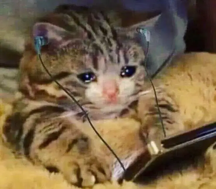 Mèo nghe nhạc cho đỡ buồn, cô đơn