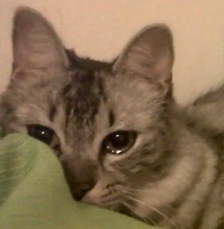 Mèo buồn bã mắt rưng rưng nhìn xa xăm