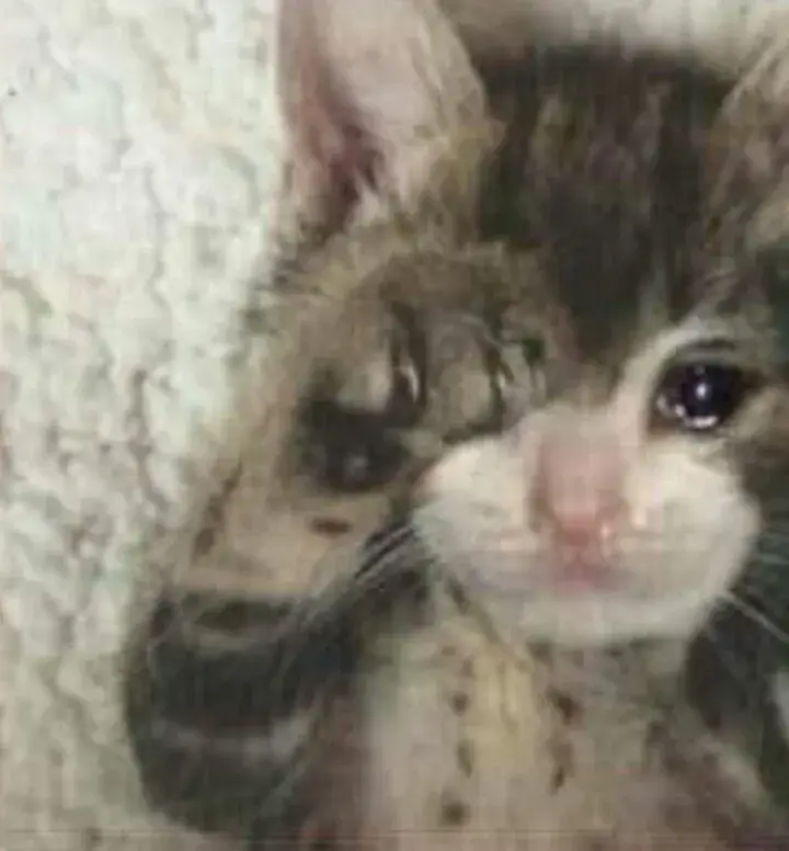 Mèo lặng lẽ khóc khoé mắt ươn ướt