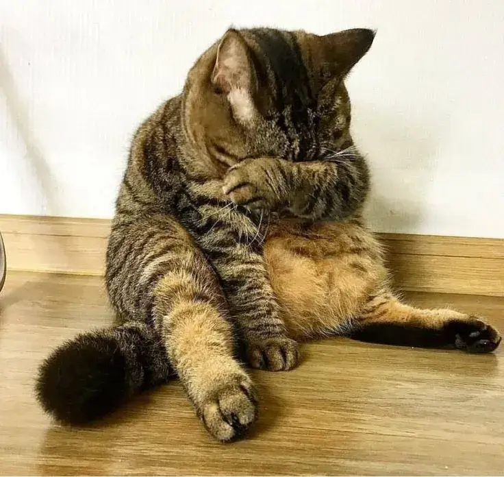 Mèo buồn cúi gằm khoé môi run rẩy