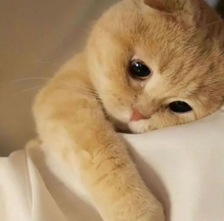 Biểu cảm mèo chạnh lòng mắt nhìn xa