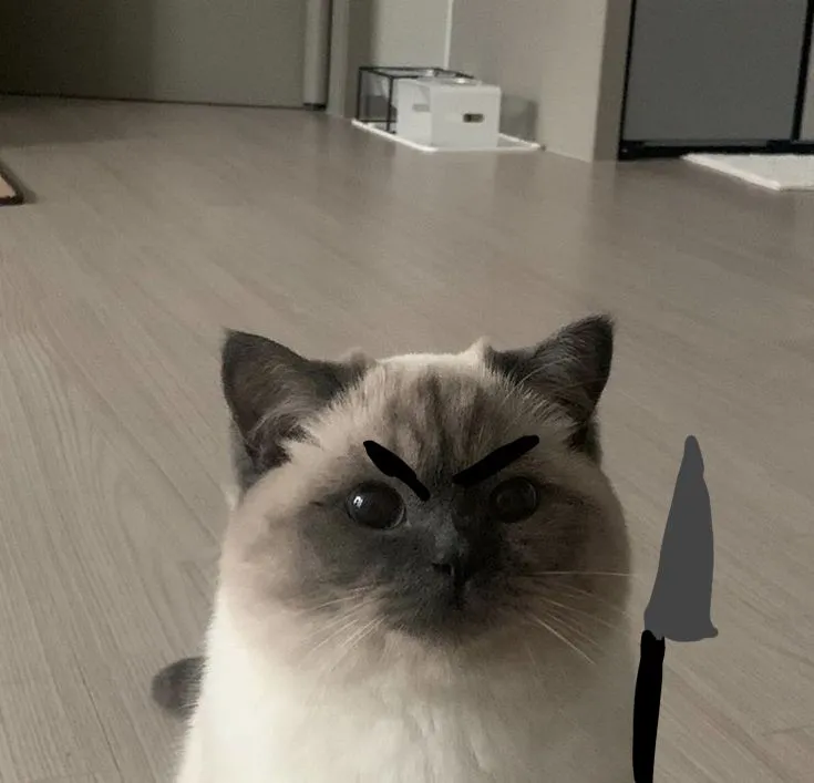 Mèo cầm dao với vẻ mặt nguy hiểm rùng rợn.