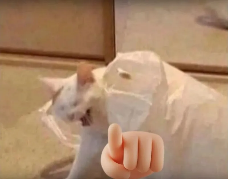 Meme mèo chỉ tay cười – ảnh chế độc đáo lan truyền mạnh mẽ