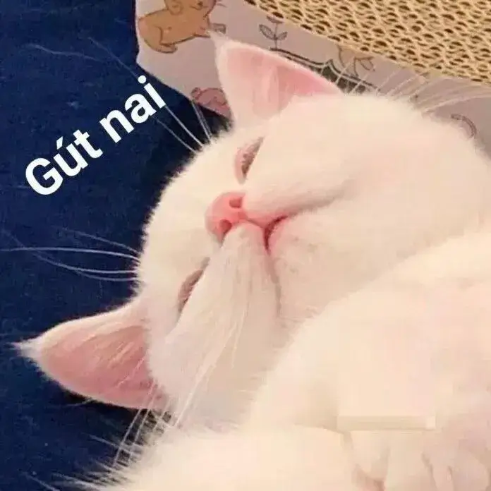 Meme mèo chúc ngủ ngon dễ thương