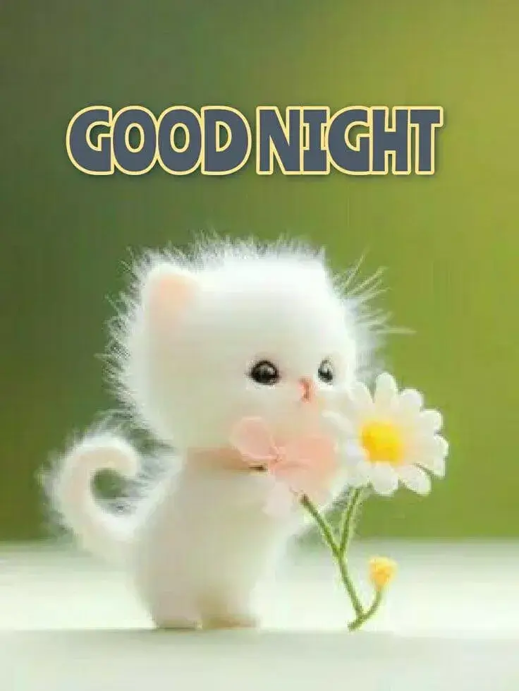 Meme mèo đáng yêu chúc đêm an lành