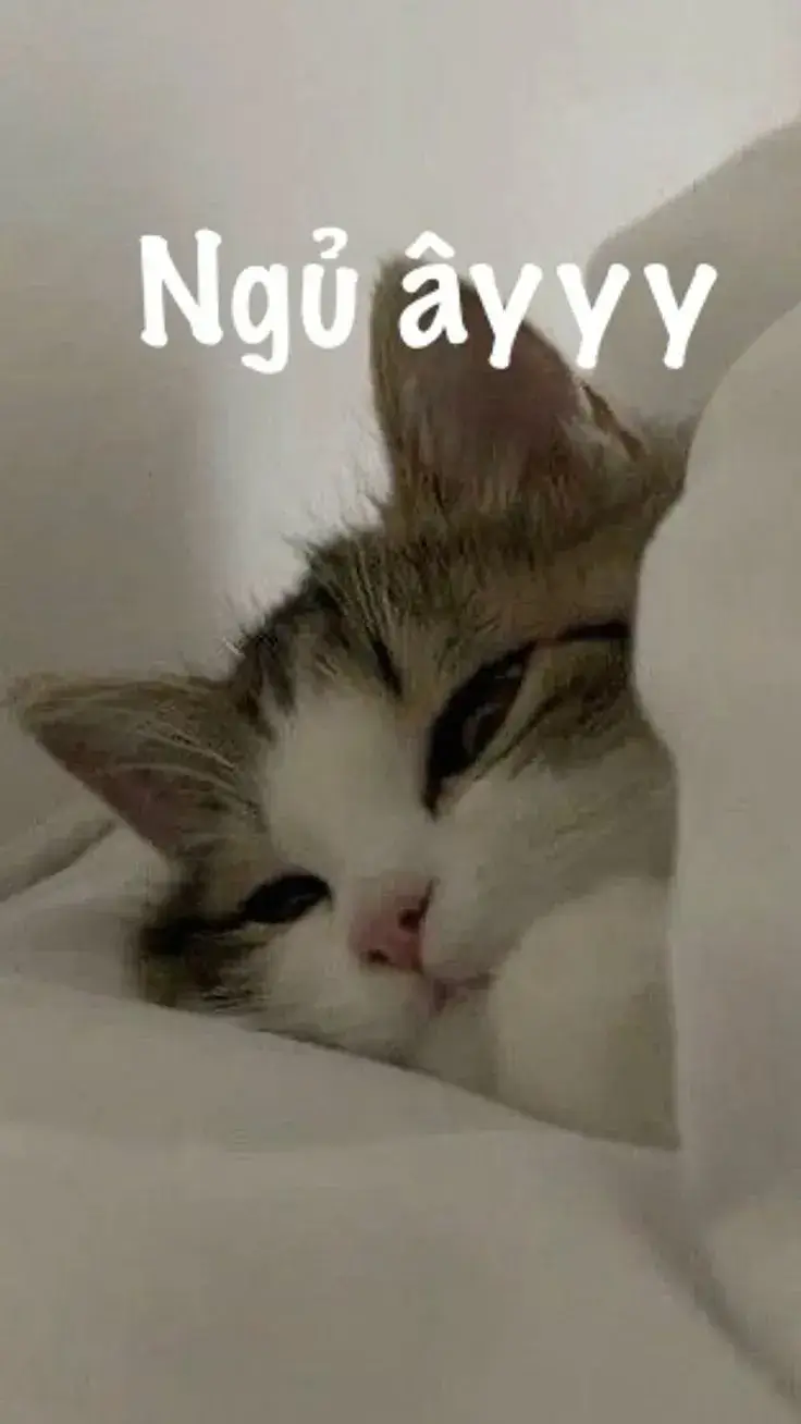 Ảnh mèo hài hước gửi lời ngủ ngon