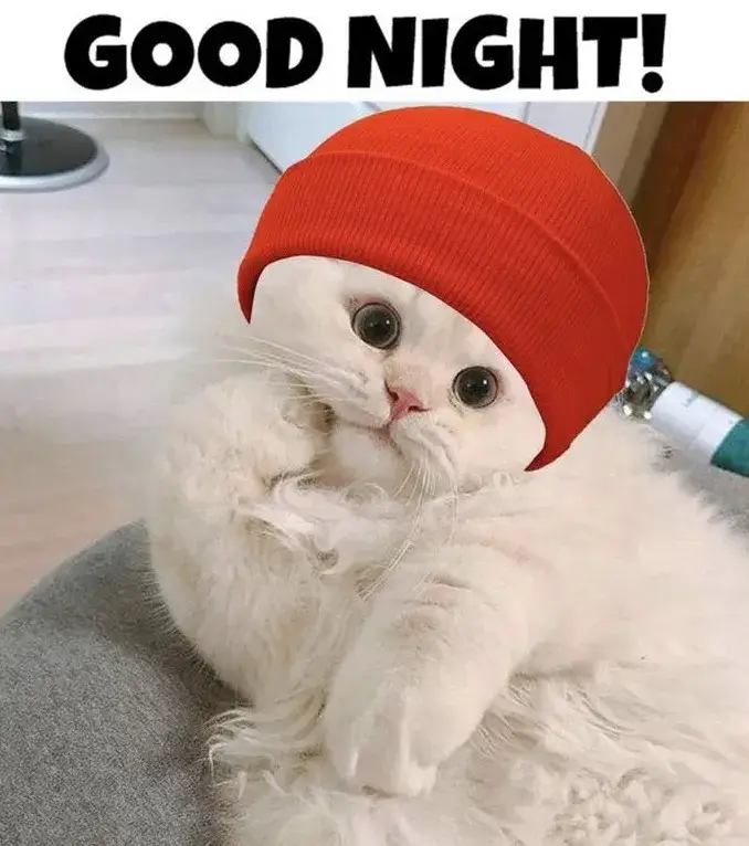 Meme mèo chúc bạn mơ thật đẹp