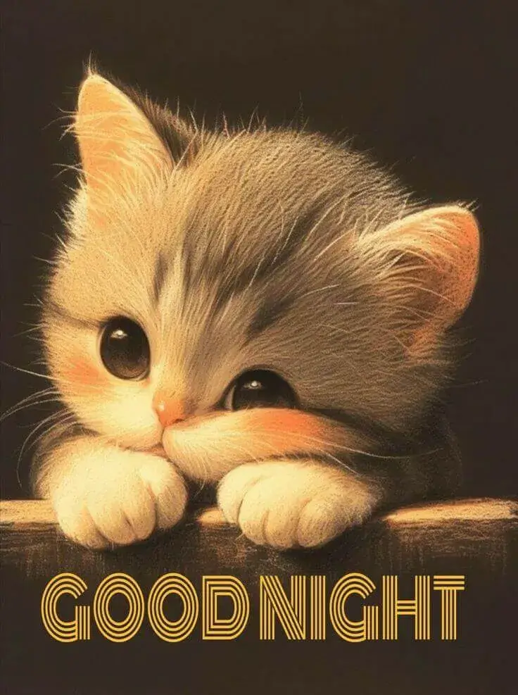 Meme hình mèo chúc giấc mơ ngọt ngào