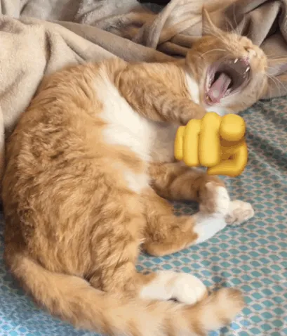 Hình chế con mèo chỉ tay cười bá đạo lan truyền