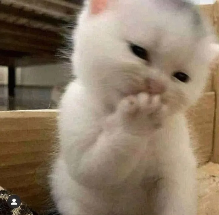 Mèo dễ thương cười tươi sáng, gương mặt rạng ngời quá cute.