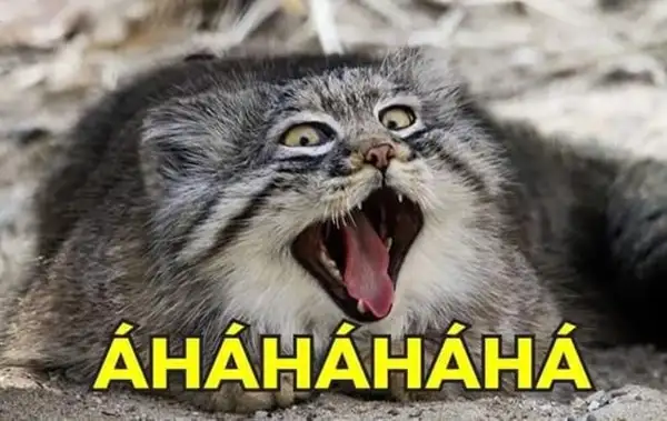 Hình mèo đáng mến cười toe toét, trông bé bỏng cực kỳ.