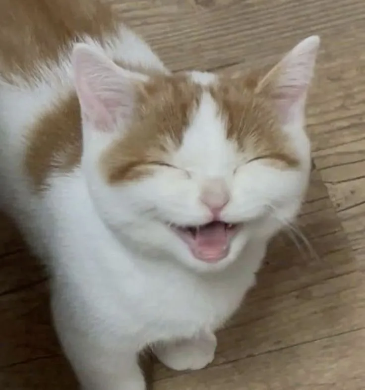 Meme mèo ngộ nghĩnh, nụ cười trong sáng khiến lòng tan chảy.