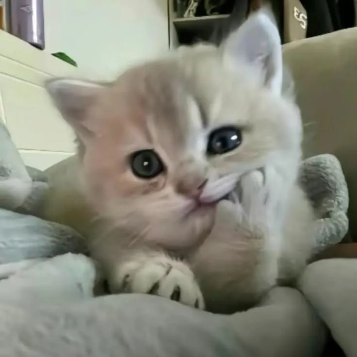 Mèo bé nhỏ xinh đẹp, nụ cười sáng ngời cực đáng yêu.