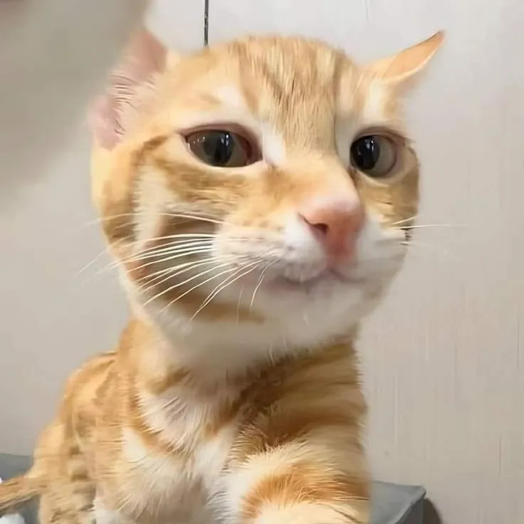 Ảnh mèo ngộ nghĩnh cười giòn tan, ánh mắt bé bỏng vô cùng.