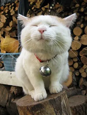 Meme mèo dễ cưng, nụ cười hoạt bát khiến tim rung rinh.