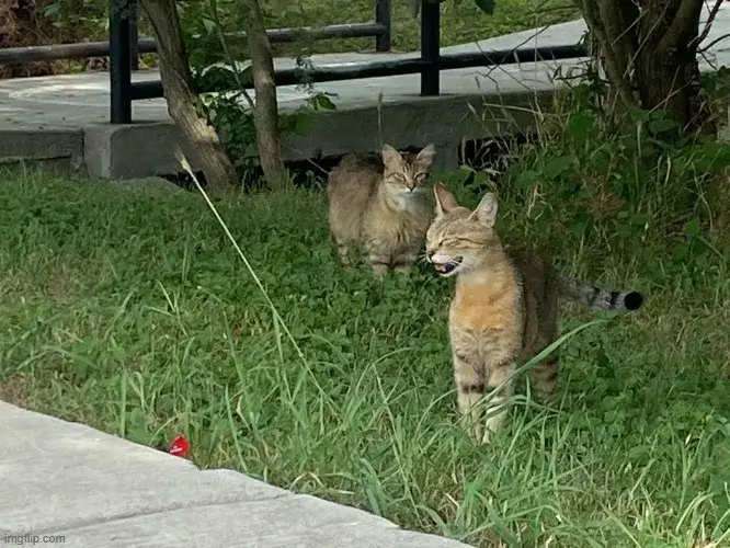 Hình mèo đáng cưng cười tươi sáng, nhìn cực hoạt bát.