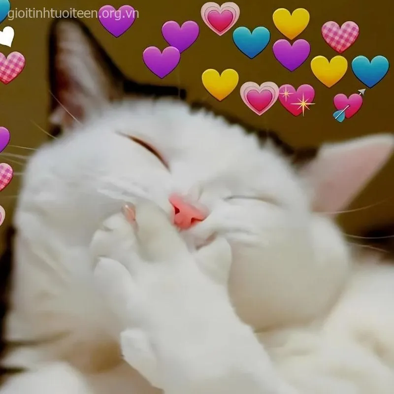 Meme mèo con cười dễ cưng, biểu cảm hồn nhiên khó tả.