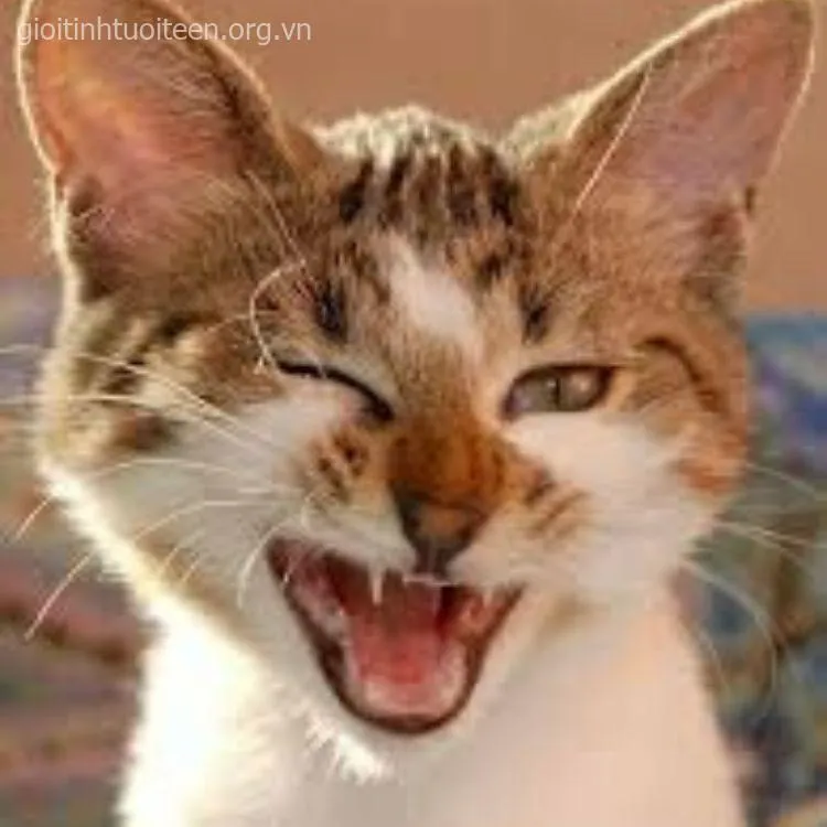 Meme mèo hoạt bát, nụ cười trông tinh nghịch mà dễ thương.