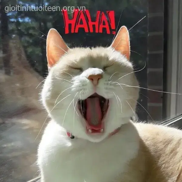 Meme mèo dễ thương, nụ cười toả sáng làm ai cũng cưng.