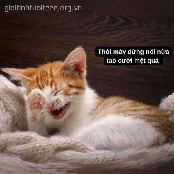 Meme mèo bé bỏng, nụ cười rạng rỡ làm tim tan chảy.