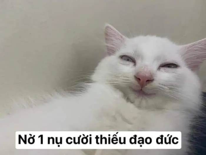 Meme mèo cười thâm độc, gương mặt khó đoán.