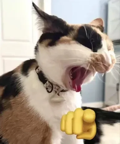 Mèo toe toét, tay giơ chỉ hướng cực kỳ bựa.