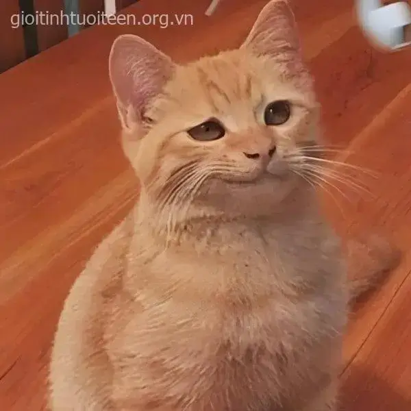 Biểu cảm giễu nhại, mèo cười khẩy và nhìn trêu ngươi.