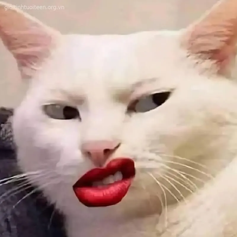 Mèo nở nụ cười ranh ma