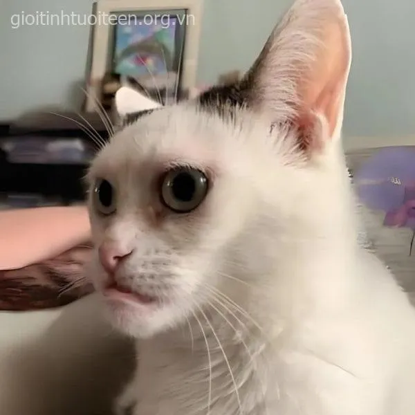 Mèo nhếch môi khinh khỉnh, biểu cảm chọc quê rõ ràng.