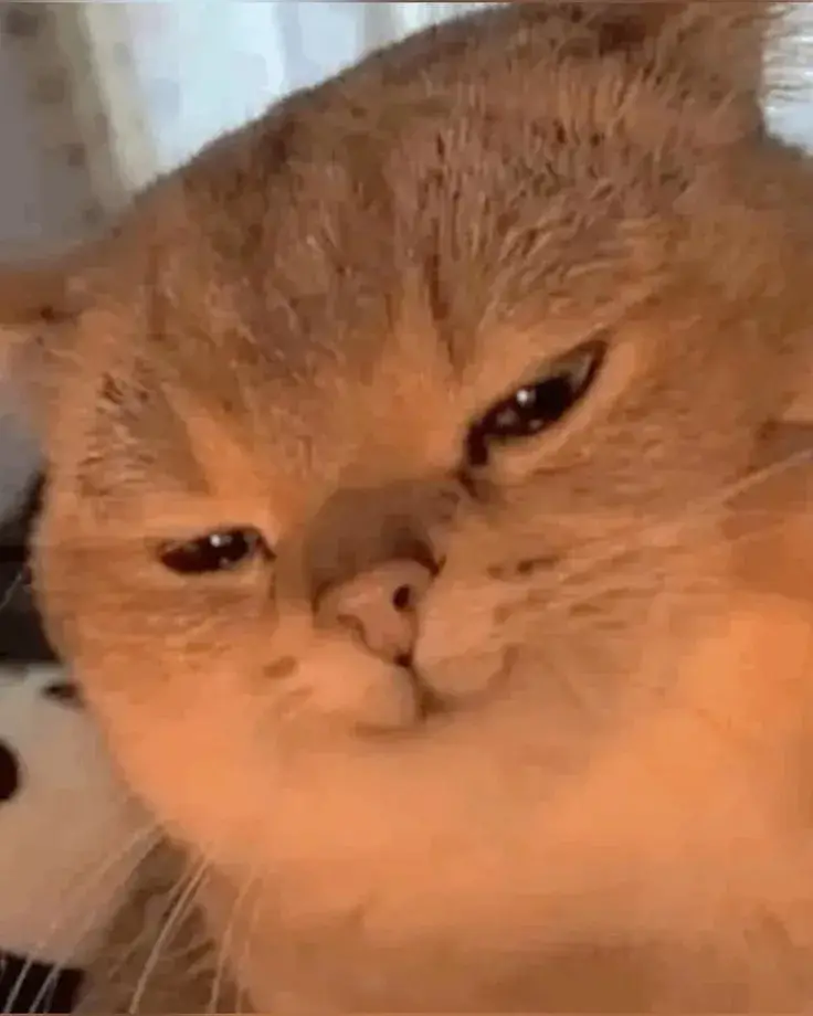 Mèo nhếch miệng đầy ẩn ý, ánh mắt chọc quê.